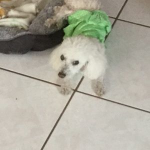 Meet your Posher, Danny